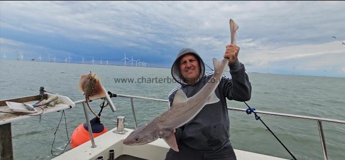 11 lb Starry Smooth-hound by Ray