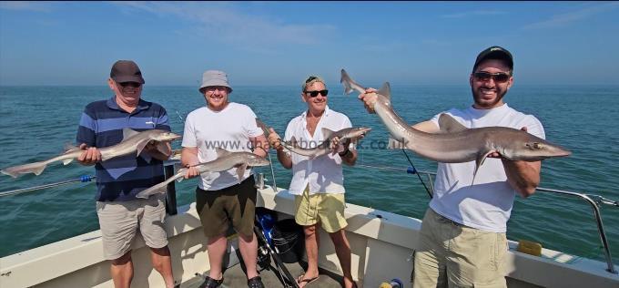 10 lb Starry Smooth-hound by Darren