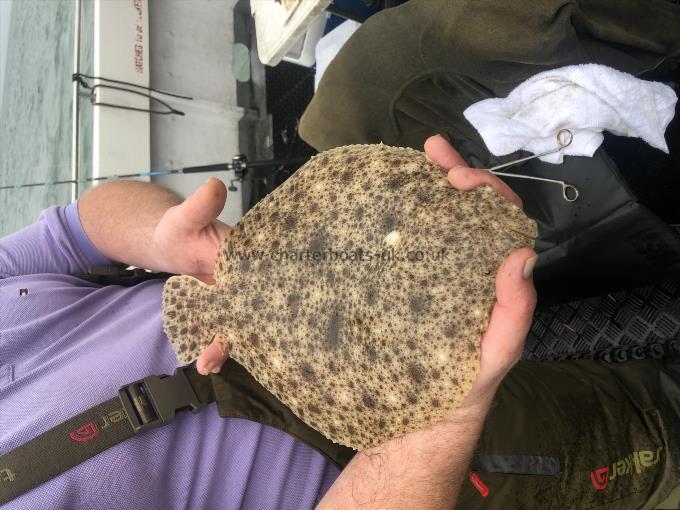 2 lb Turbot by Unknown