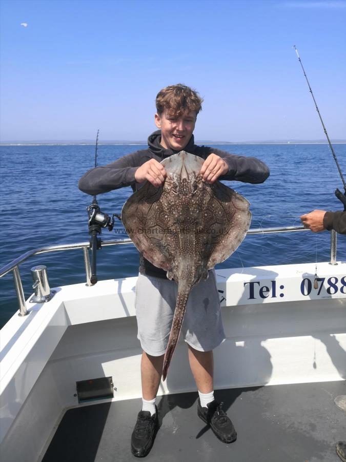 12 lb Undulate Ray by Unknown