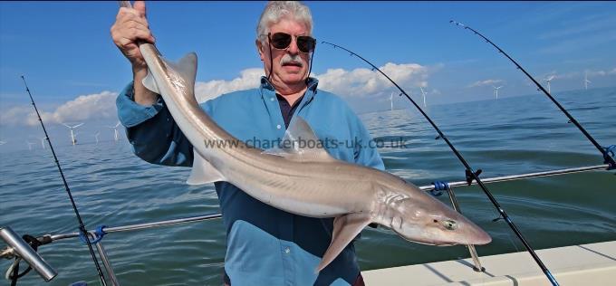 13 lb Smooth-hound by Stuart