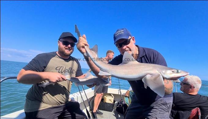 8 lb Starry Smooth-hound by Unknown