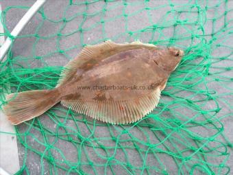 2 lb 1 oz Plaice by Unknown