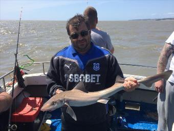 10 lb Starry Smooth-hound by Unknown