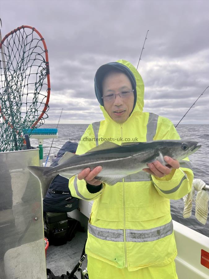 3 lb 4 oz Coalfish (Coley/Saithe) by Simon