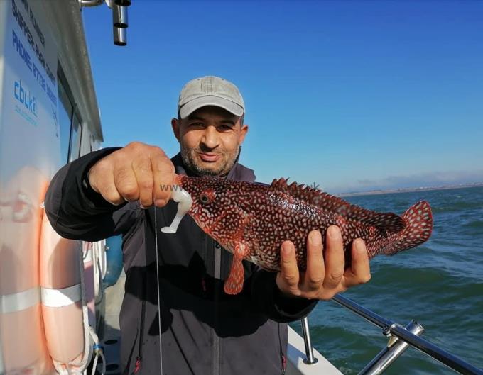 2 lb Ballan Wrasse by Costel