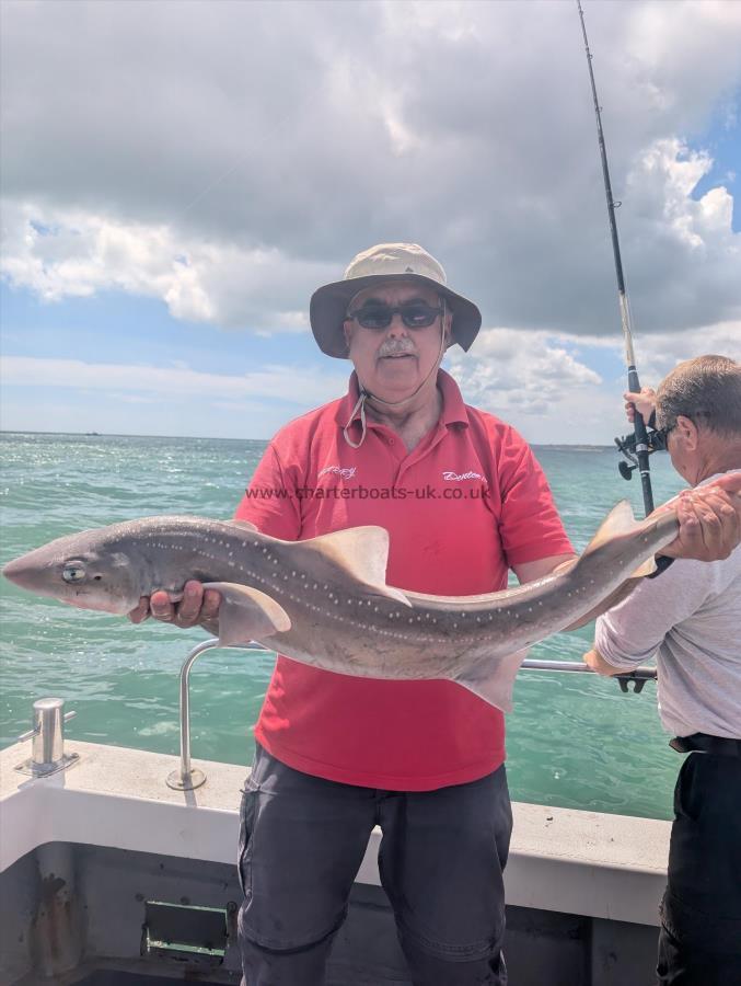 12 lb Starry Smooth-hound by Joe