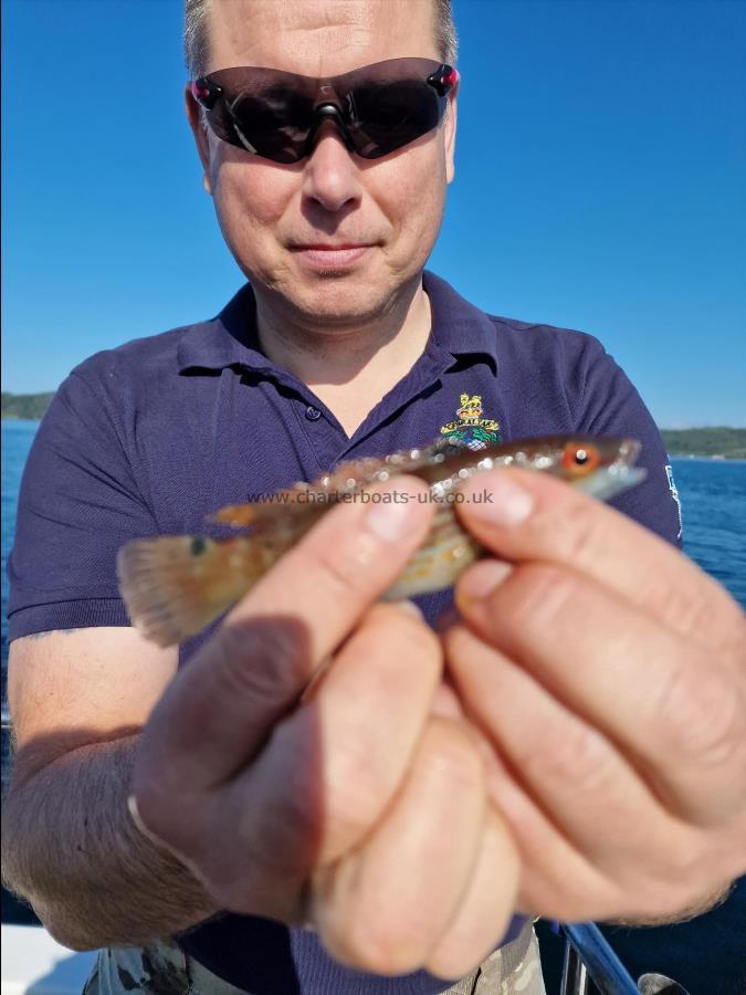 1 lb Goldsinny Wrasse by Robbie