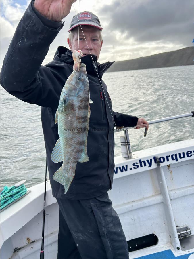 2 lb Ballan Wrasse by Arthur.