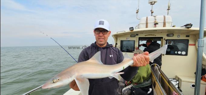 7 lb 12 oz Smooth-hound (Common) by Doug