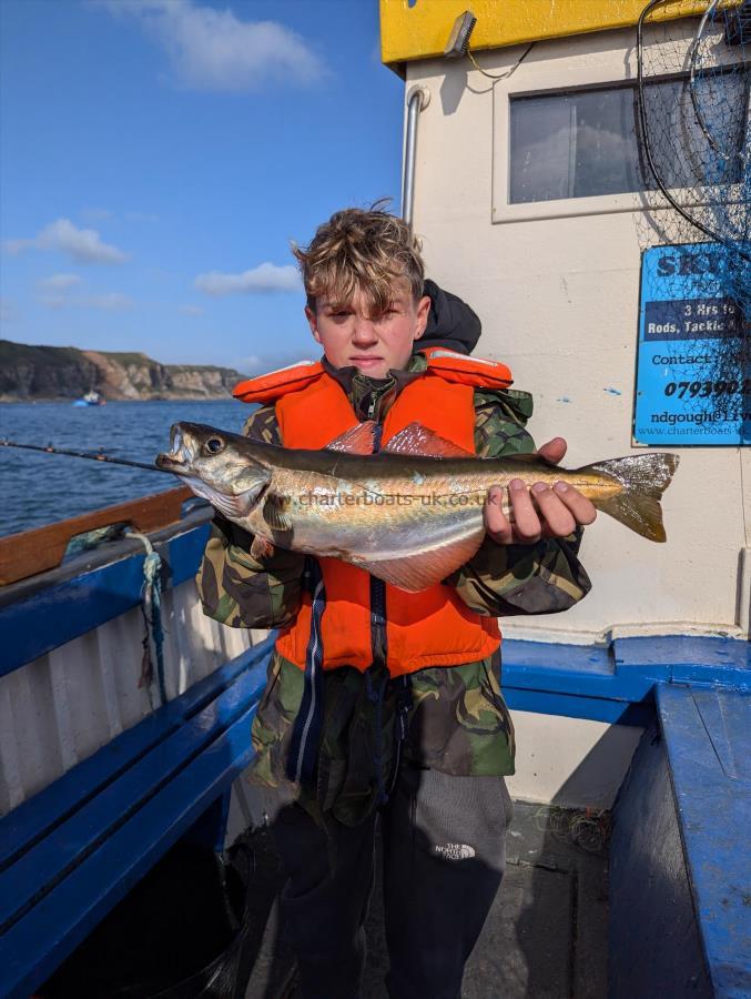 4 lb 2 oz Pollock by Unknown