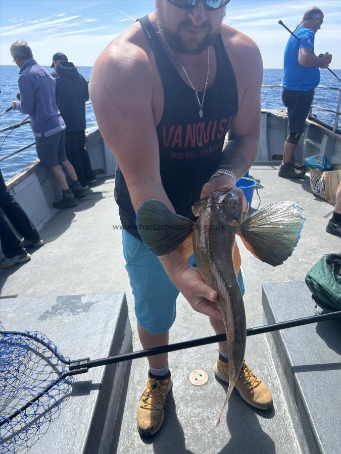 4 lb 6 oz Tub Gurnard by Unknown