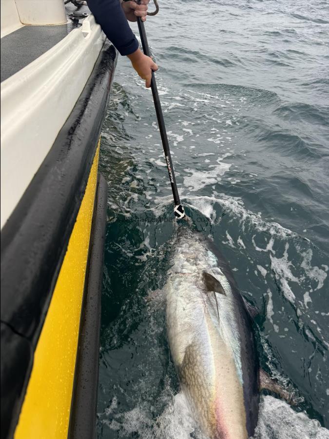 280 lb Bluefin Tuna by Unknown