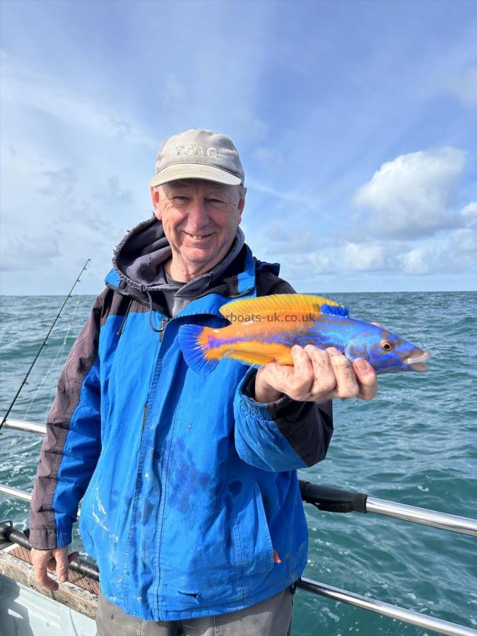 1 lb 6 oz Cuckoo Wrasse by Unknown