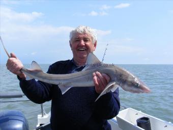 8 lb 4 oz Smooth-hound (Common) by Durham Dave