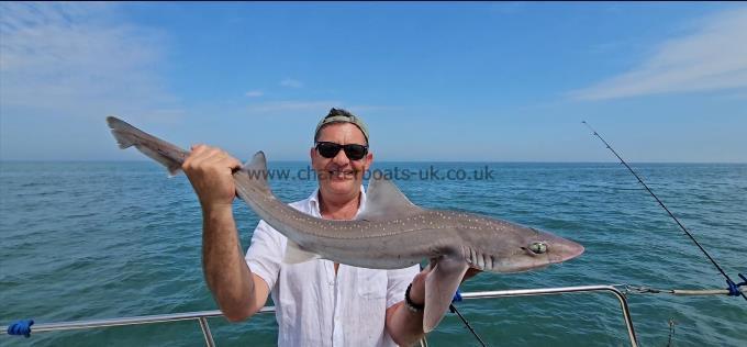 8 lb 7 oz Starry Smooth-hound by Glen