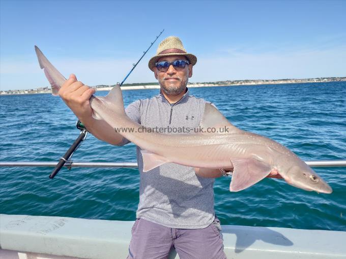 12 lb Starry Smooth-hound by Asif