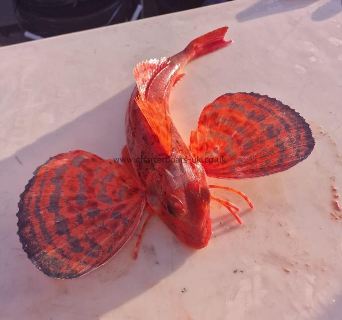 1 lb 8 oz Streaked Gurnard by Unknown