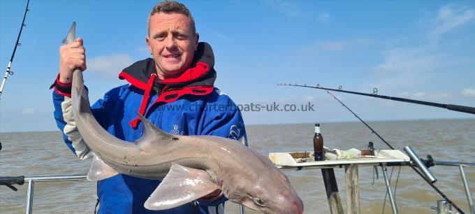 9 lb 6 oz Starry Smooth-hound by Jon