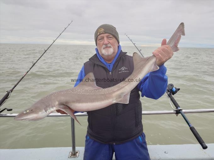 13 lb Starry Smooth-hound by Mick