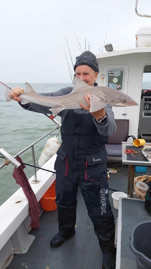 12 lb Starry Smooth-hound by John