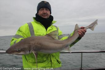 17 lb Starry Smooth-hound by Kevin