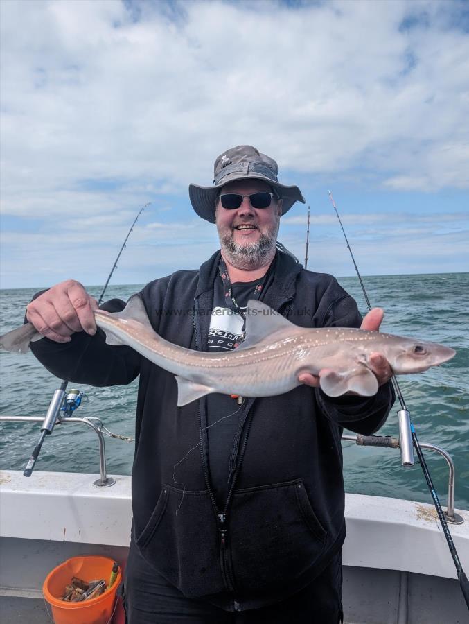 5 lb Starry Smooth-hound by Unknown