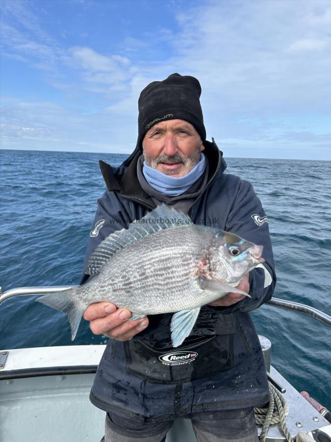 2 lb 6 oz Black Sea Bream by Unknown