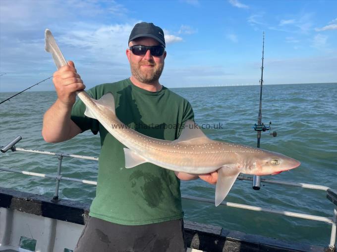 7 lb Starry Smooth-hound by Unknown