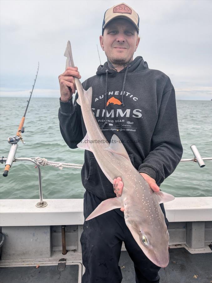 7 lb Starry Smooth-hound by Scott