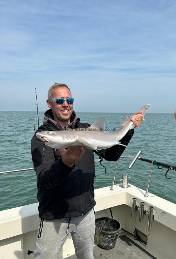 7 lb 4 oz Starry Smooth-hound by Doug