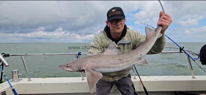 9 lb 7 oz Starry Smooth-hound by Terry