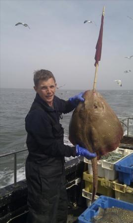 15 lb Blonde Ray by Unknown