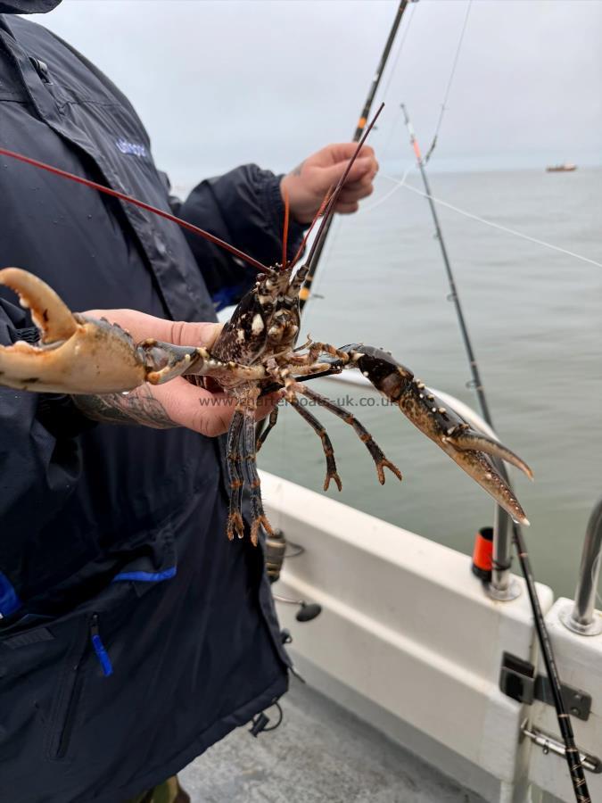 1 lb 2 oz Lobster by Wayne Skow