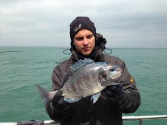 2 lb 10 oz Black Sea Bream by Unknown