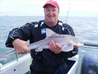 5 lb Starry Smooth-hound by Andy