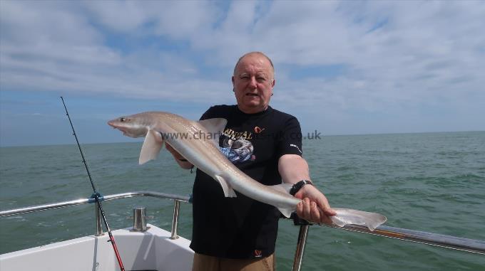 11 lb Smooth-hound (Common) by Emrys