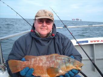 4 lb 2 oz Ballan Wrasse by nigel conlon