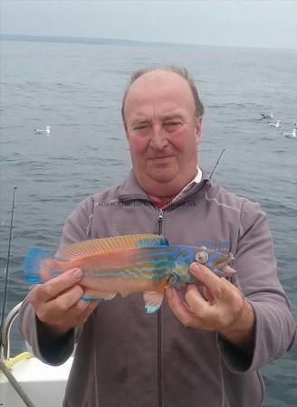 12 oz Cuckoo Wrasse by John