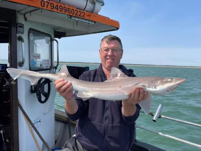 7 lb Smooth-hound (Common) by Unknown