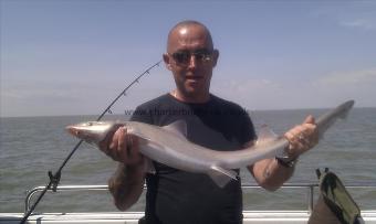 6 lb Starry Smooth-hound by Bob