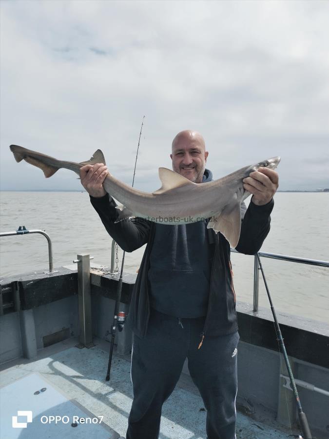 12 lb Starry Smooth-hound by Mark