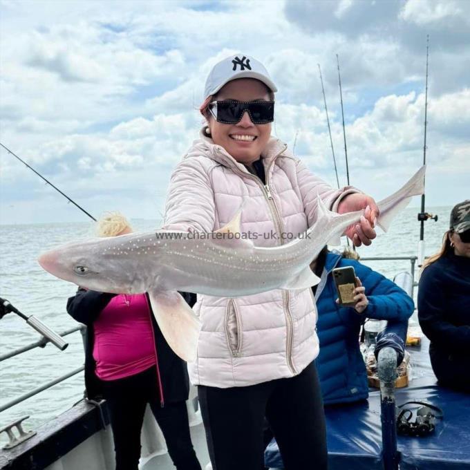 8 lb Starry Smooth-hound by Unknown