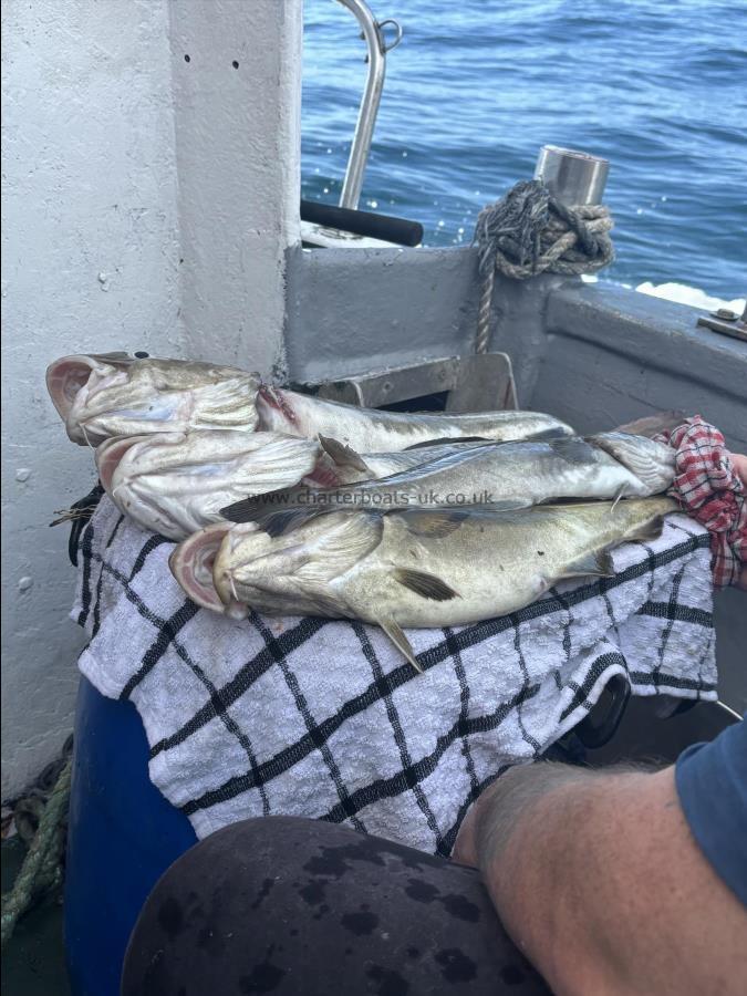 6 lb Cod by Unknown