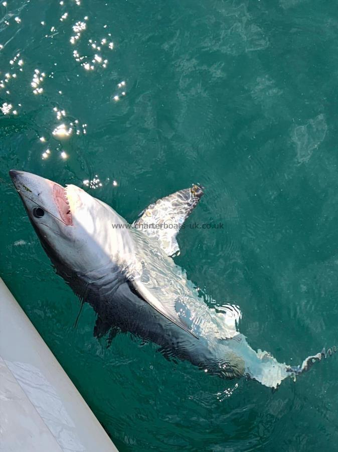 1 lb Porbeagle by Unknown