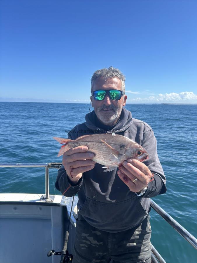 1 lb Red Sea Bream by Unknown