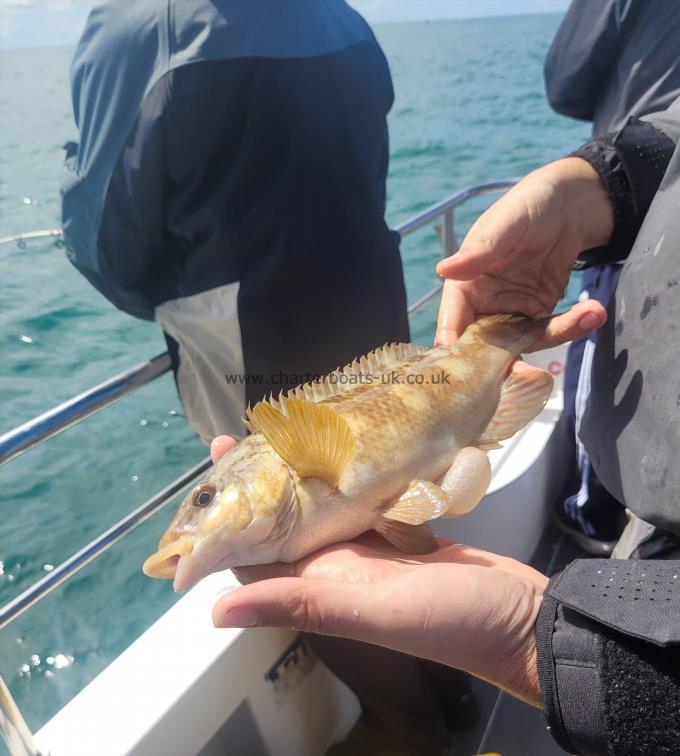 1 lb Ballan Wrasse by Unknown