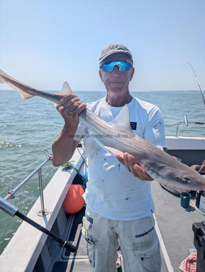 6 lb Starry Smooth-hound by Mick