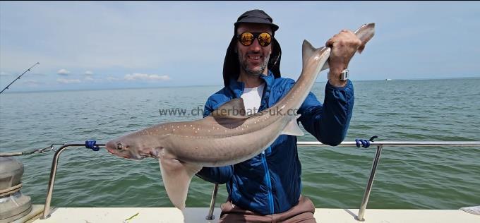 11 lb 4 oz Starry Smooth-hound by Dave