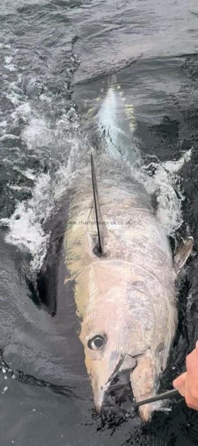 800 lb Bluefin Tuna by Unknown